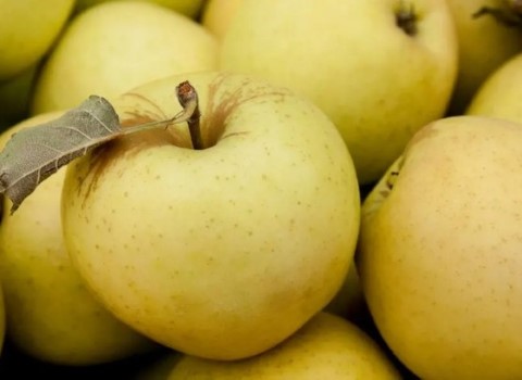 خرید و قیمت سیب زرد عمده + فروش صادراتی